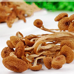 茶树菇 茶树菇