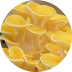 黄金菇